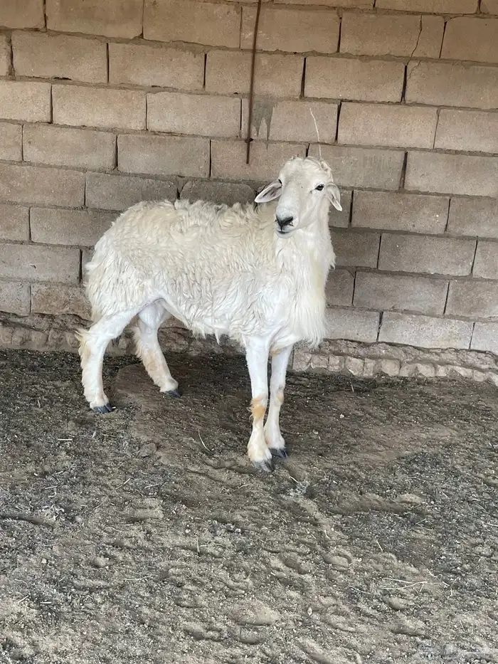 فحل حري طيب 0