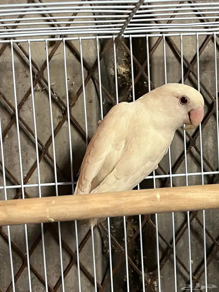 السلام عليكوم يوجد روز للبيع 0