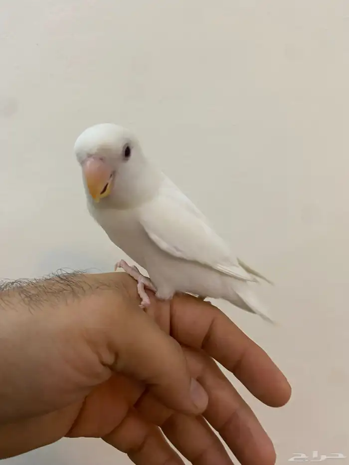 روز ابيض 2