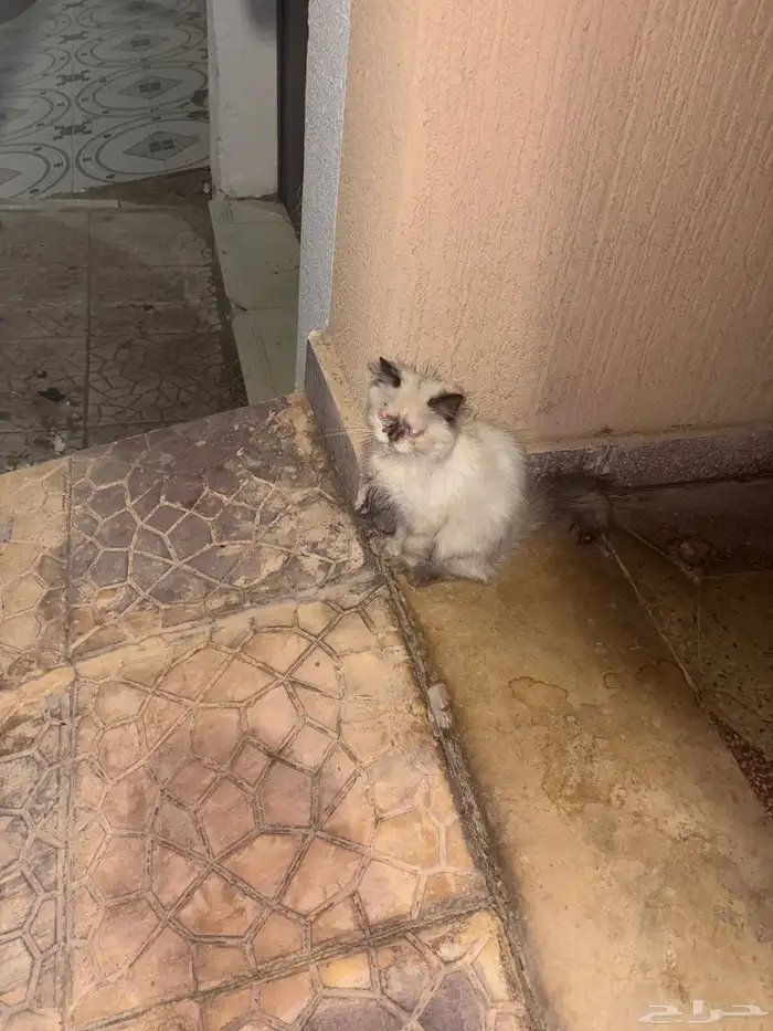 بسه ضايعه 2