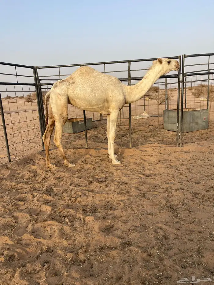 بكرة مفرودة كفو 2