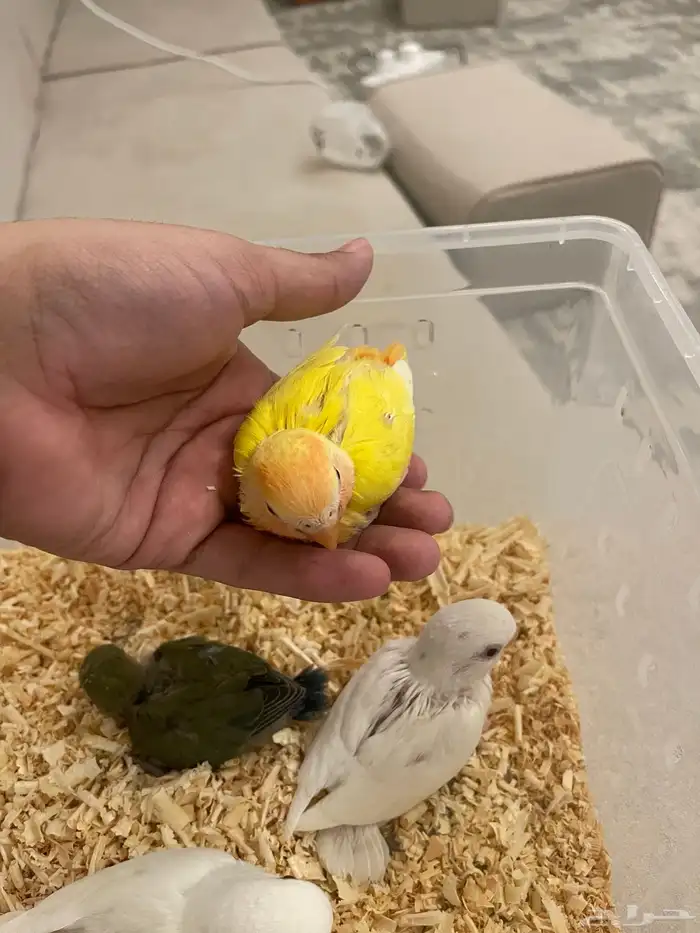 للبيع عدد 2 فروخ روز ( تم البيع) 1