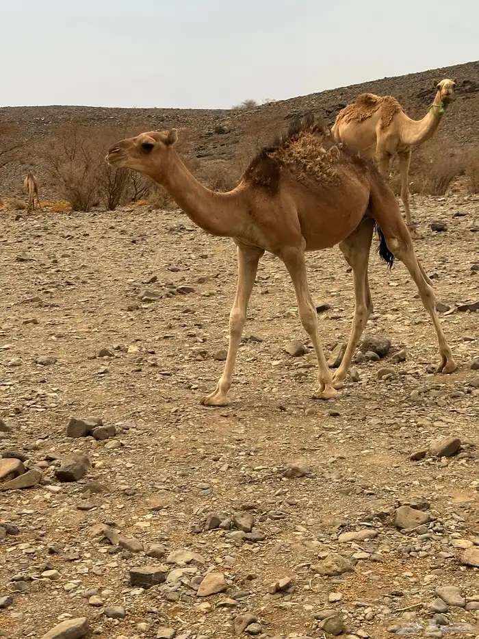 قعود لباني 0