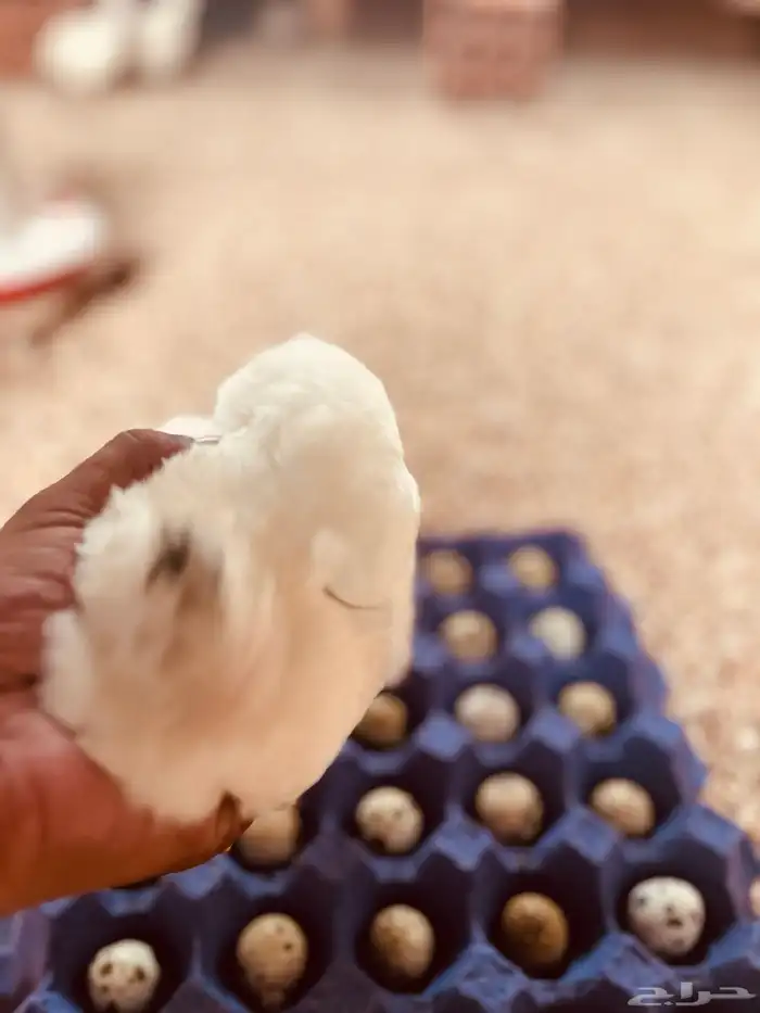 بيض سمان تكساس 0