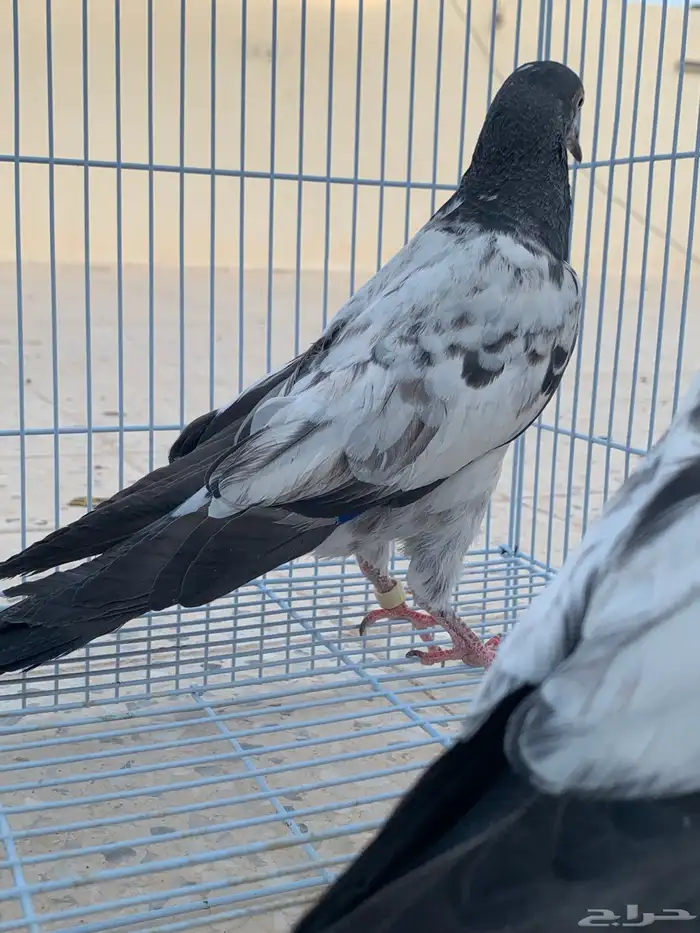 طبة تيدي 10