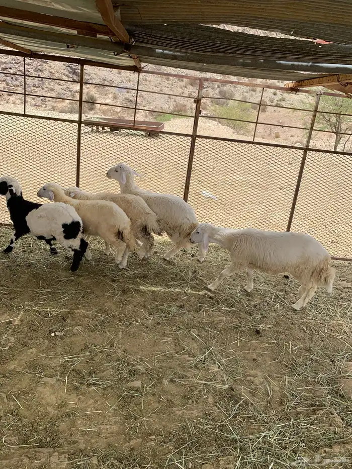 طليان وا رخال 4
