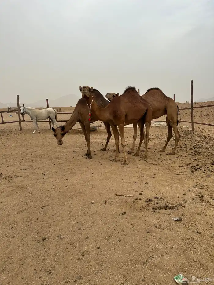 بكار سواحل طيبات منوة القناي 5
