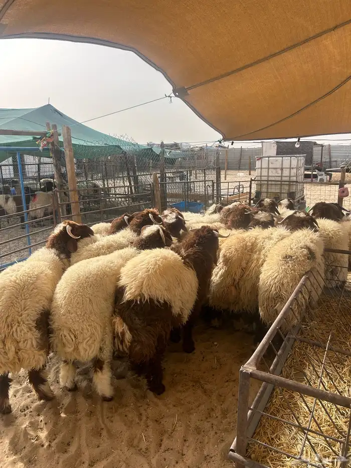 نعيم جبر فاخر ووسط فاخر 4
