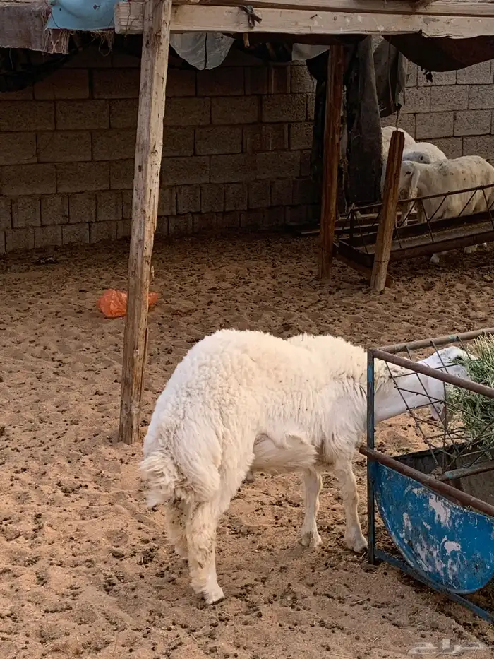 ذبايح برية فالحوية حرية 1