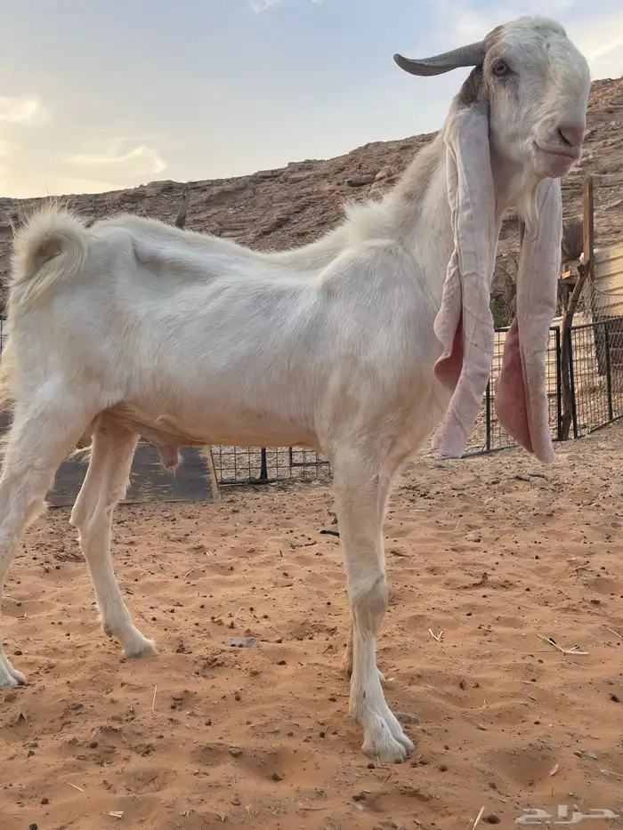 فحل هولندي 0