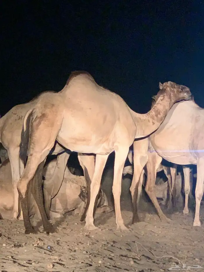 القنفدة القوز الجرد 0
