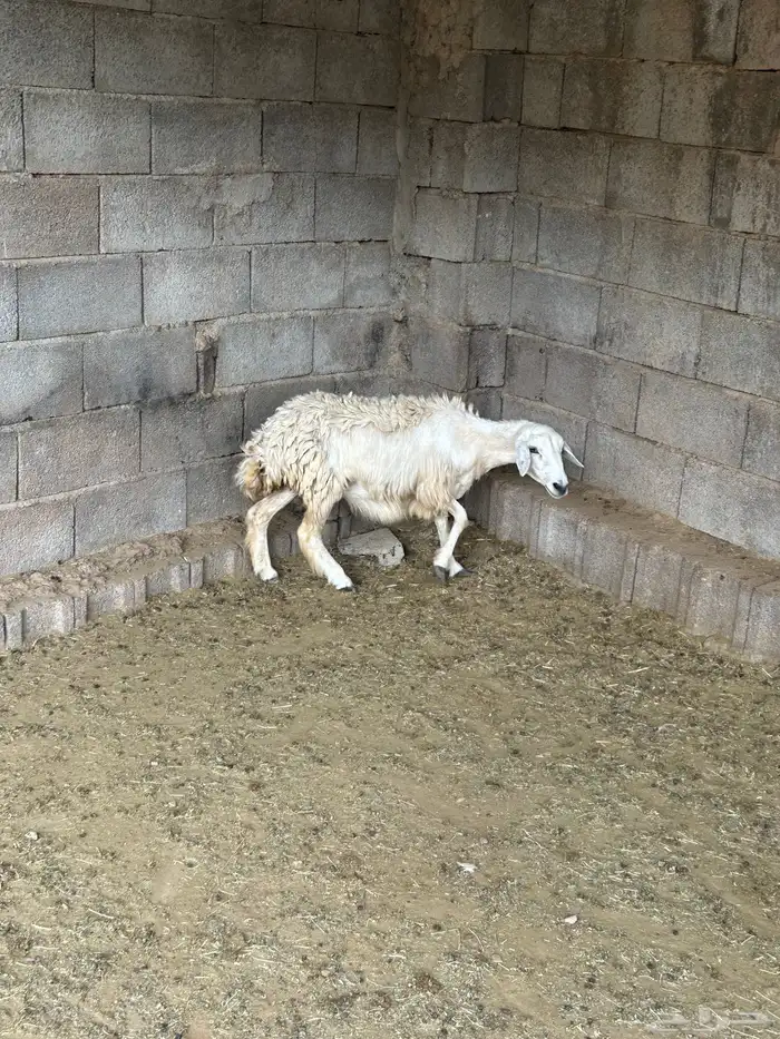 قلوه الغبشه 3