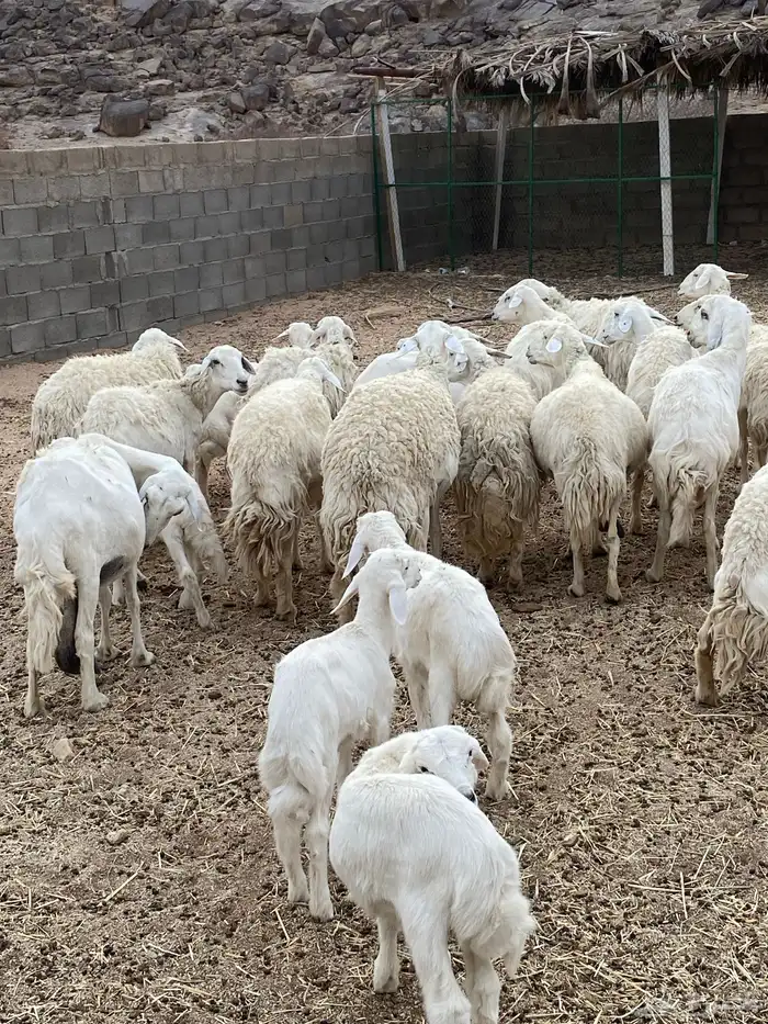 غنم حريات طيبه خلفات ودفيع بفحلها 9