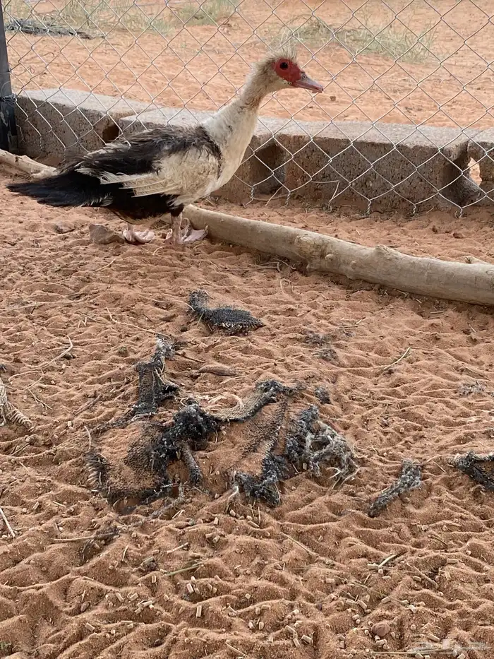 للبيع بط بح مصوي بيض 3