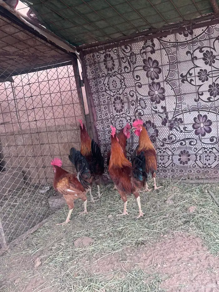 ديكه للبيع 3