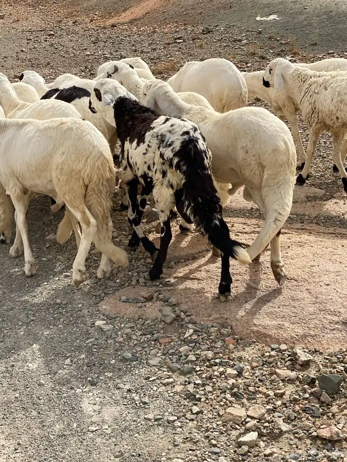 سواكن بيض 2