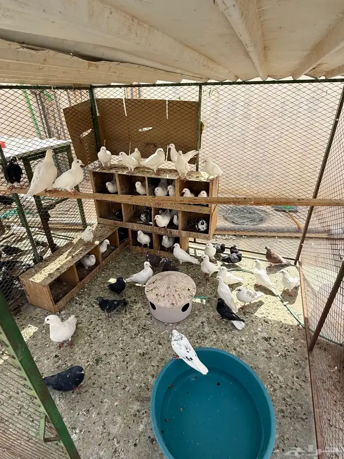 حمام لاحم فرنسي جامبو 1