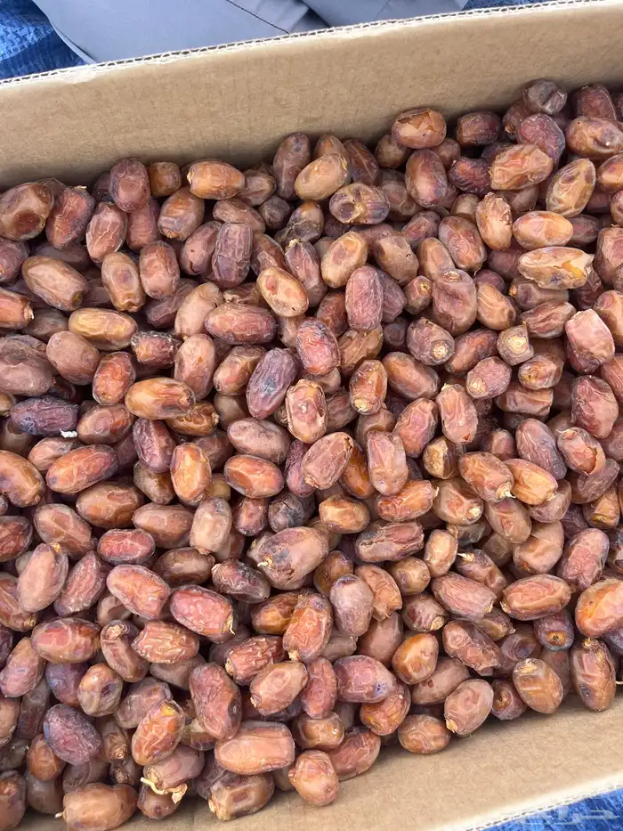 تمر حبه صغير قطع اليوم 1
