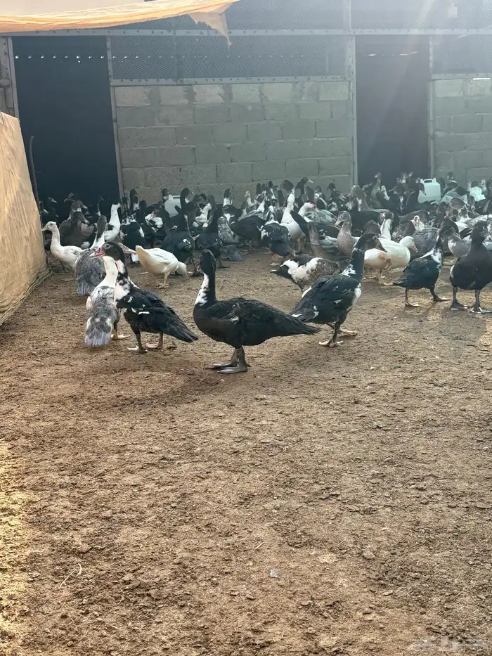 بط بلدي شهرمان 0