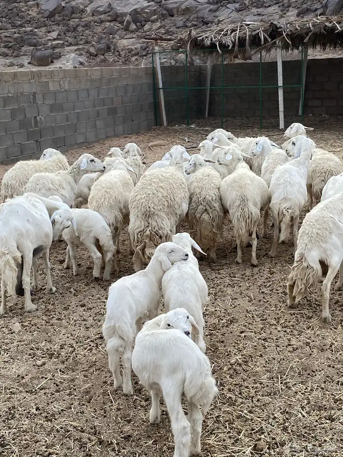 غنم حريات طيبه خلفات ودفيع بفحلها 8