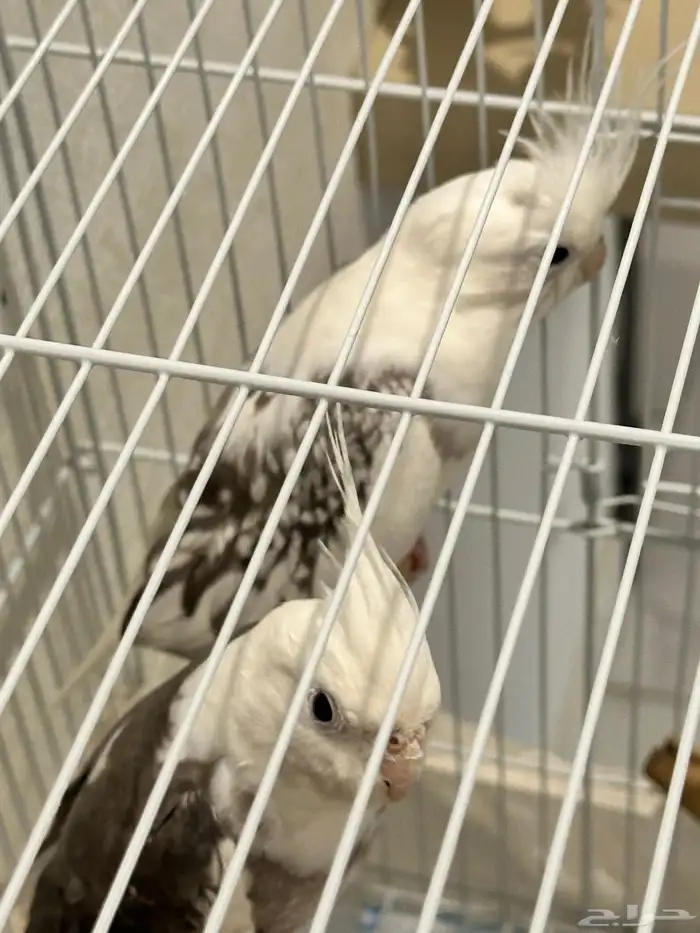 للبيع زوج كروان متنج Whiteface Pied 7