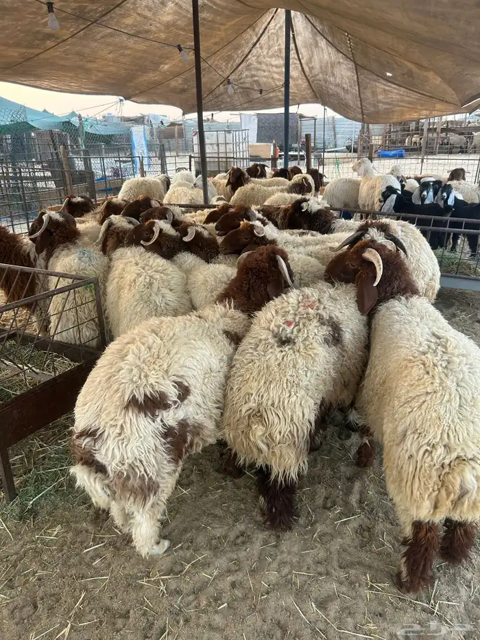 نعيم جبر فاخر ووسط فاخر 2
