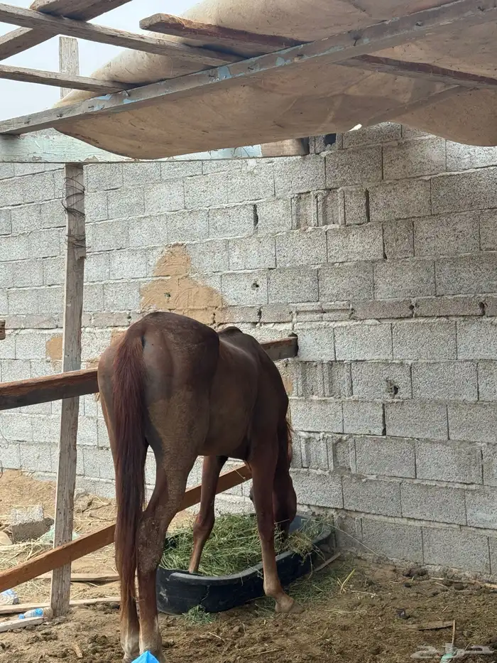 خيل شعبي 2