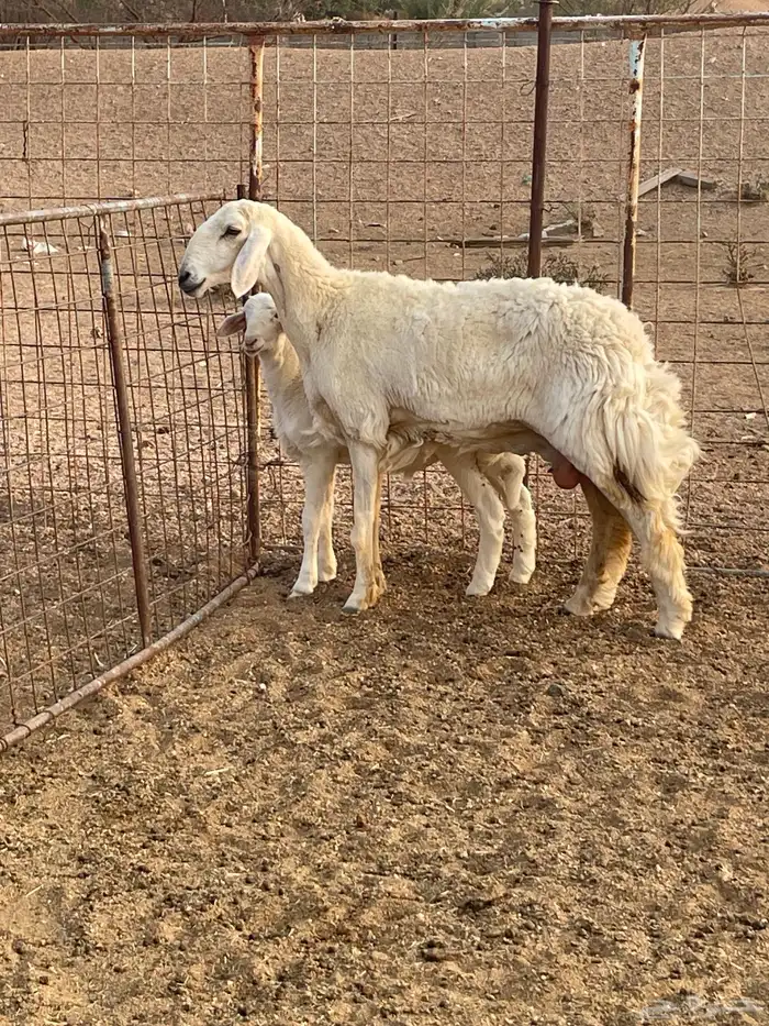 رخل ثنيه تحتها طلي ذبيحه 3