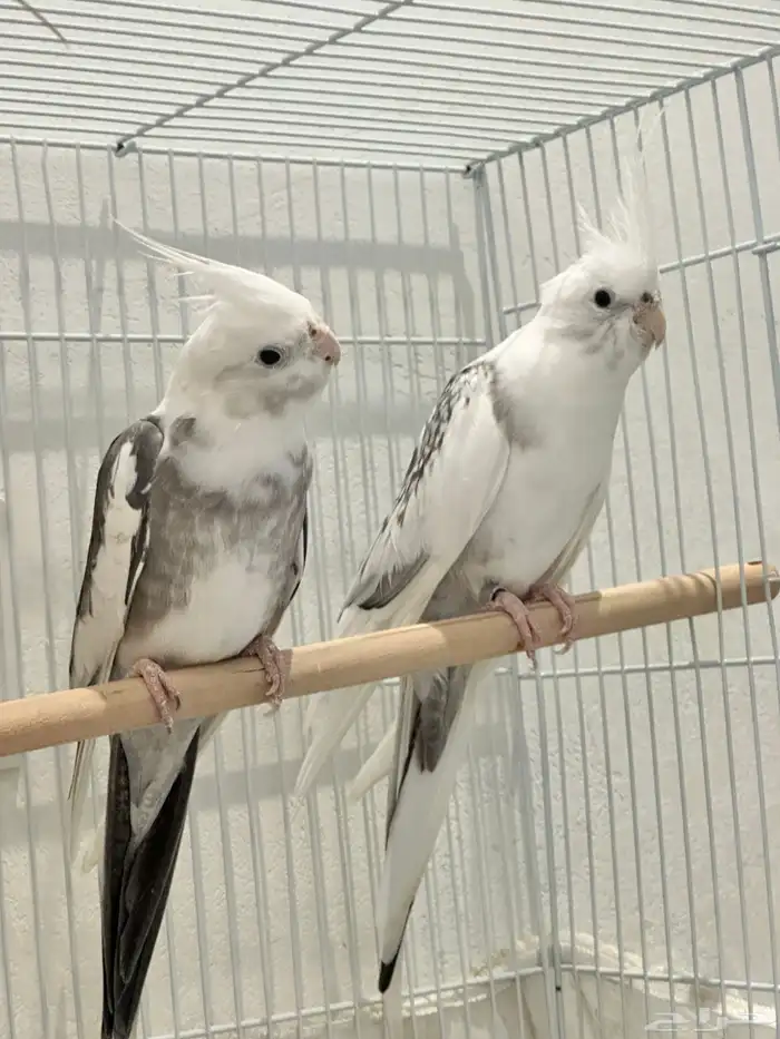 للبيع زوج كروان متنج Whiteface Pied 8
