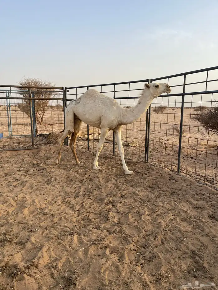 بكرة مفرودة كفو 1