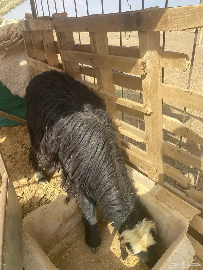 سلام عليكم صلوا على النبي محمد   نعجه  للبيع 3
