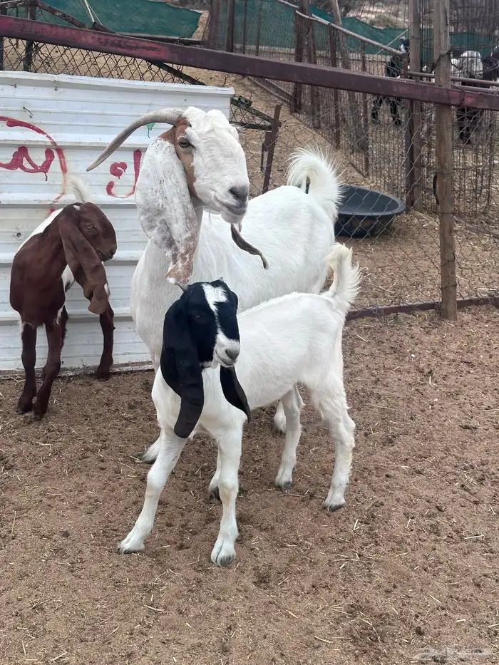 عنز مشروكه تحتها تيس وجفره 2