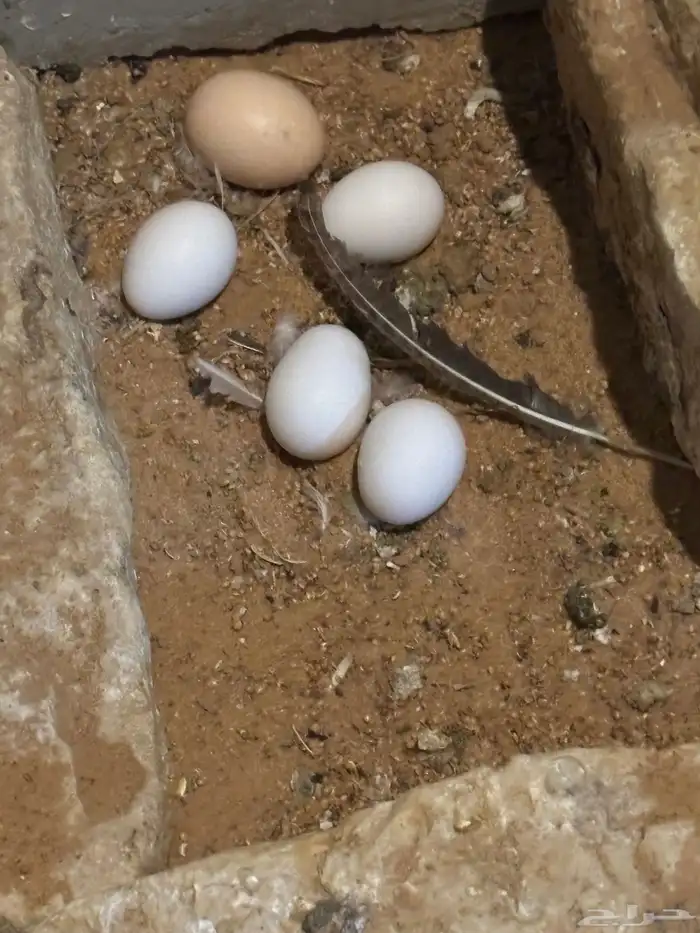 موجود بيض مفتل الهجين قطني 0