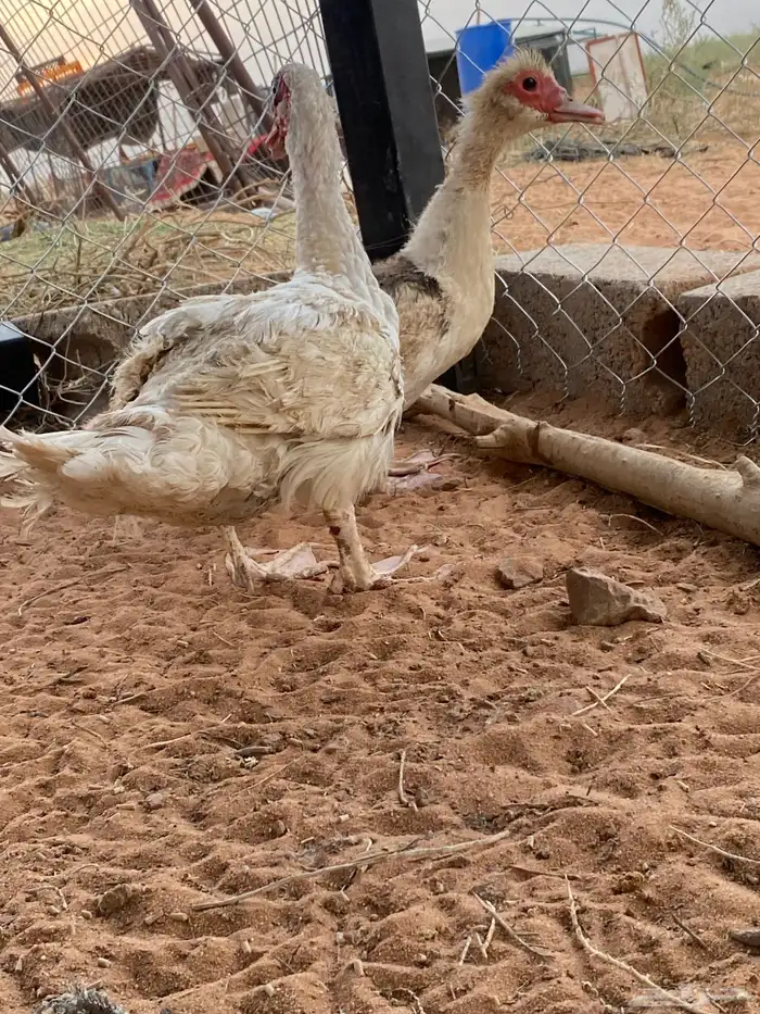 للبيع بط بح مصوي بيض 4