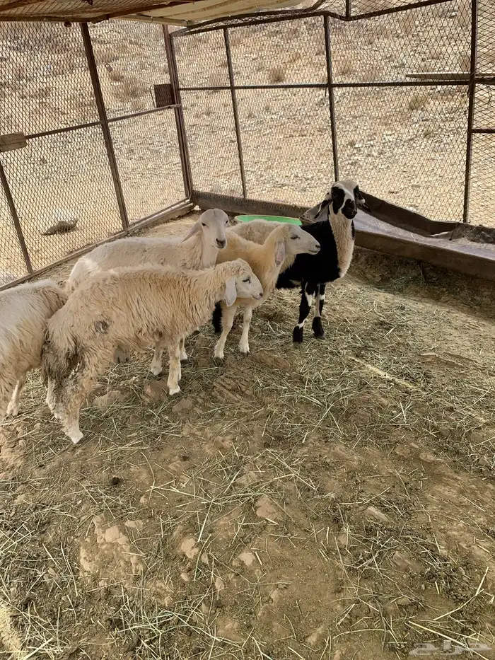 طليان وا رخال 3
