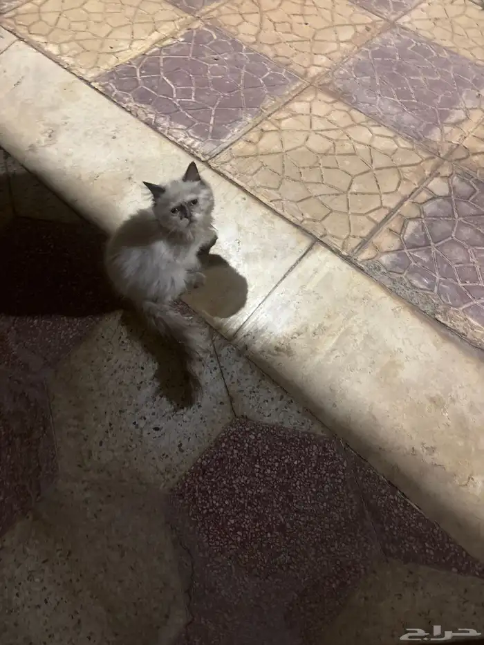 بسه ضايعه 0