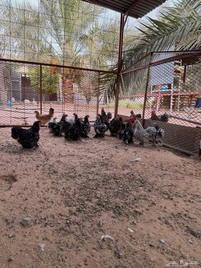 ديوك ودجاج كوشن 9