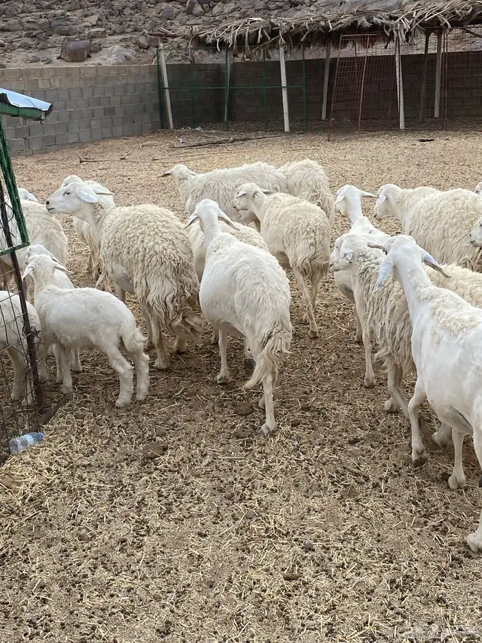 غنم حريات طيبه خلفات ودفيع بفحلها 6