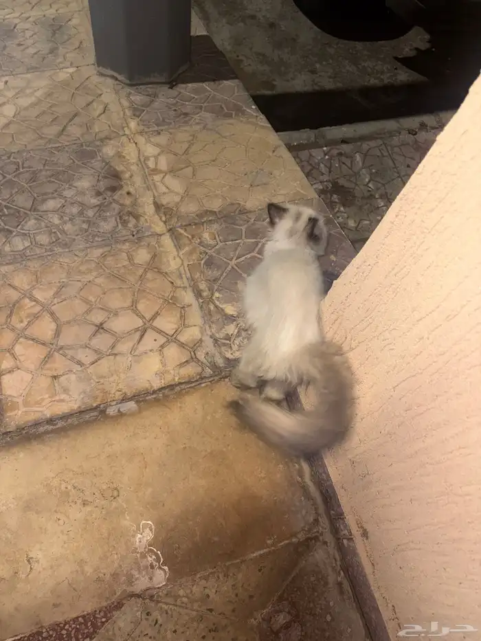 بسه ضايعه 1