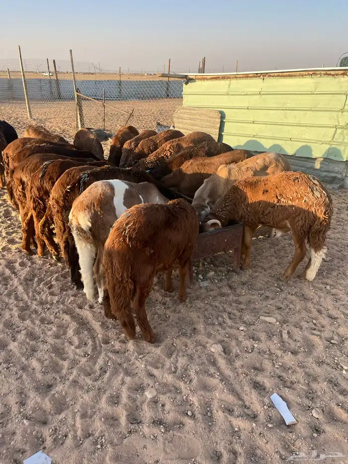 ذبايح 3