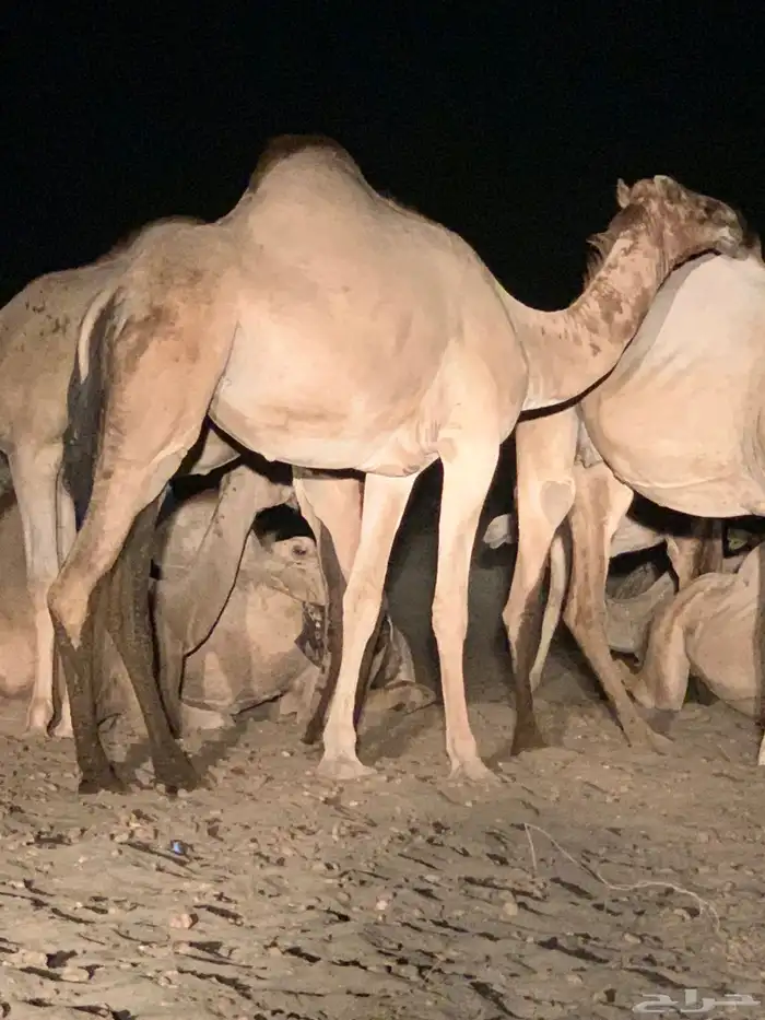 القنفدة القوز الجرد 1