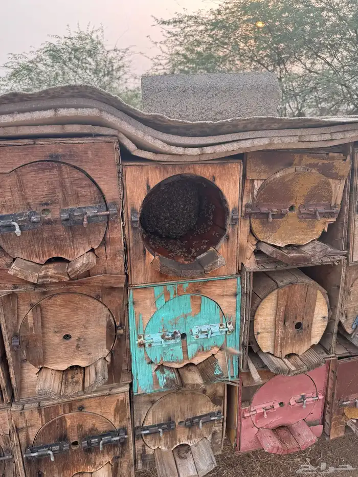 خلايا نحل 0