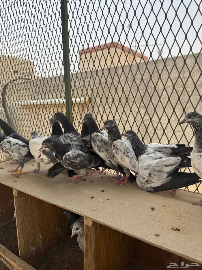 طبات 4