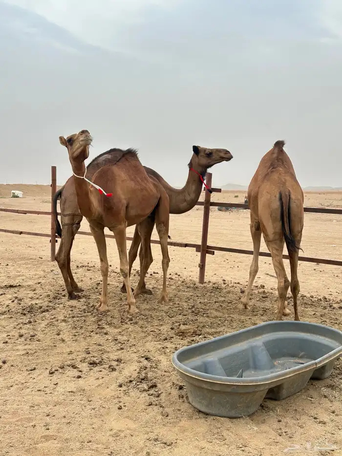 بكار سواحل طيبات منوة القناي 1