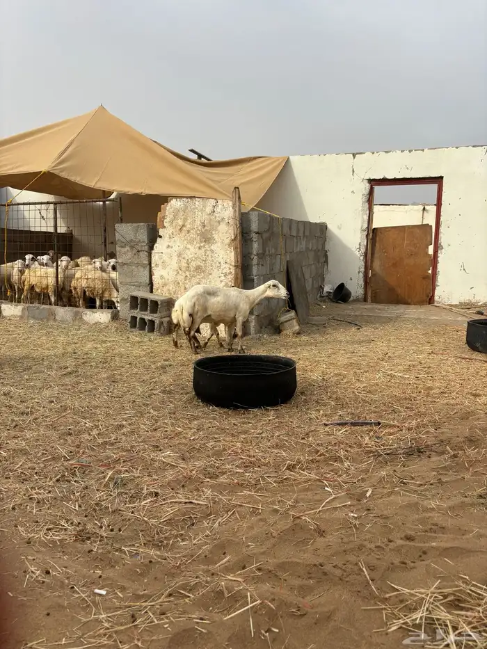 نعجه رفيدي و رخال رفيدي 1