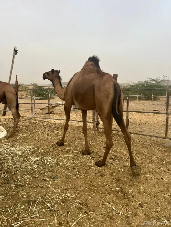 بكره لقحه 5