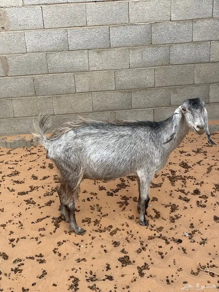 للبيع عنز 0