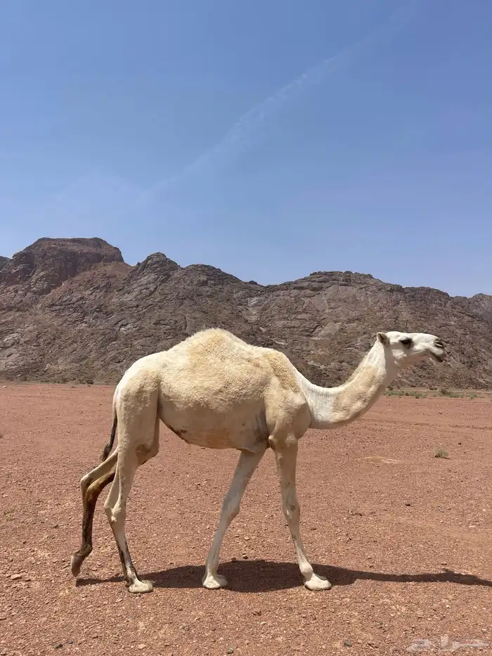 للبيع النياق 2