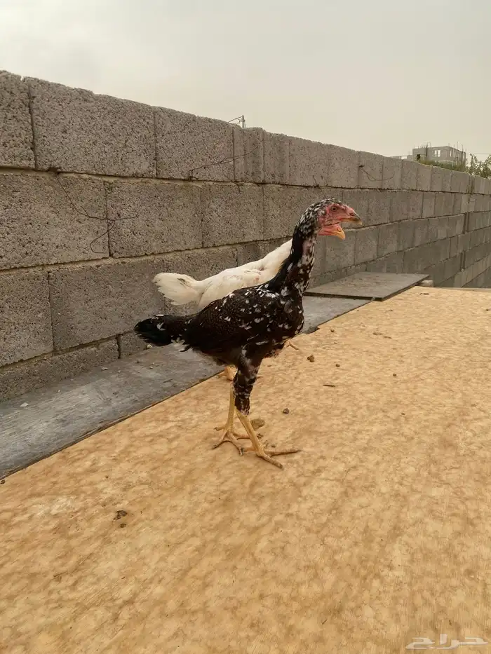 فروخ سندي 1