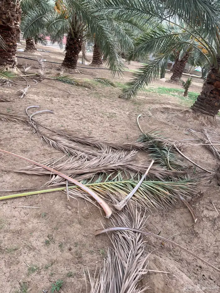 سعف نخل للبيع 1